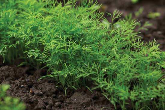 Fresh dill growing in a backyard garden.